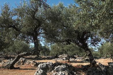 Κύκλος διαλέξεων στο Σισμανόγλειο Μέγαρο: «Μεσογειακό  λάδι : Φωτίζοντας, αρτύοντας, καλλωπίζοντας»